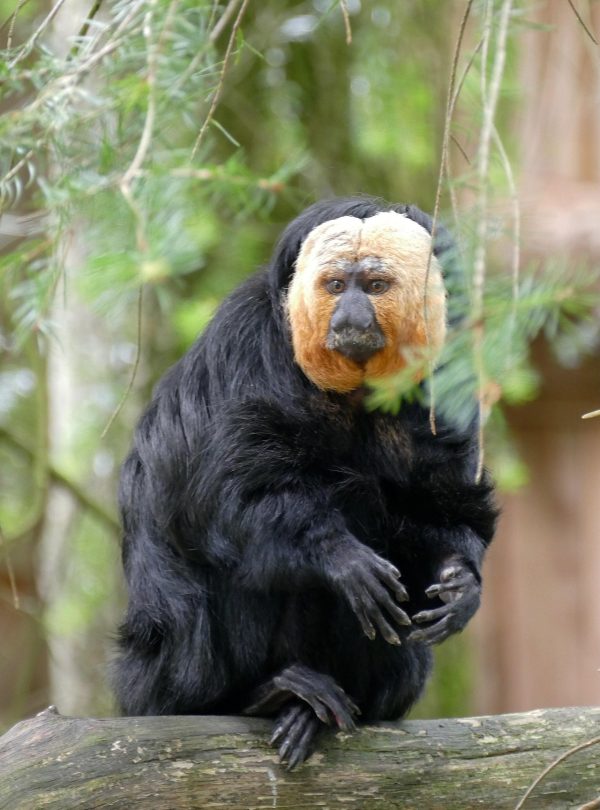mrsbrown-white-faced-saki-8165377_1920(1)